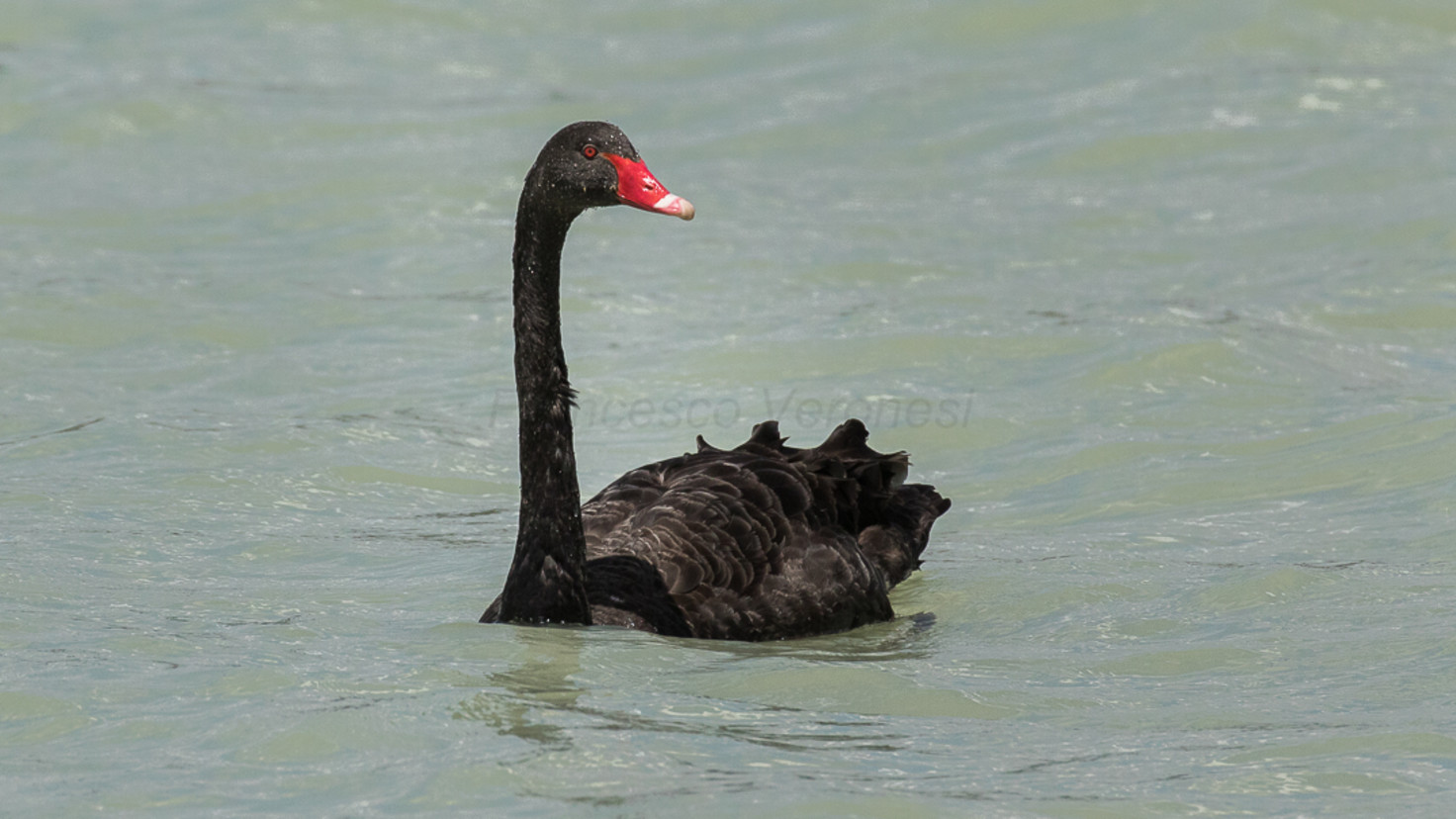 Black swan the The End